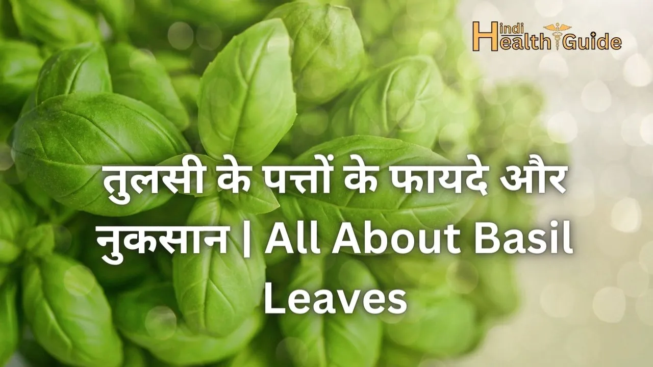 तुलसी के पत्तों के फायदे और नुकसान All About Basil Leaves